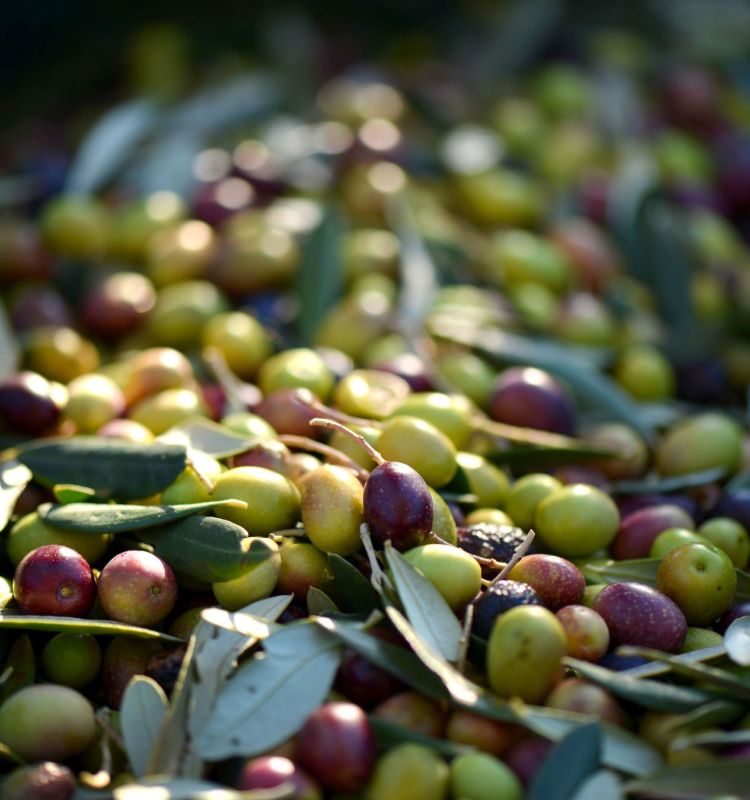 orolisa foto olive d269ac38